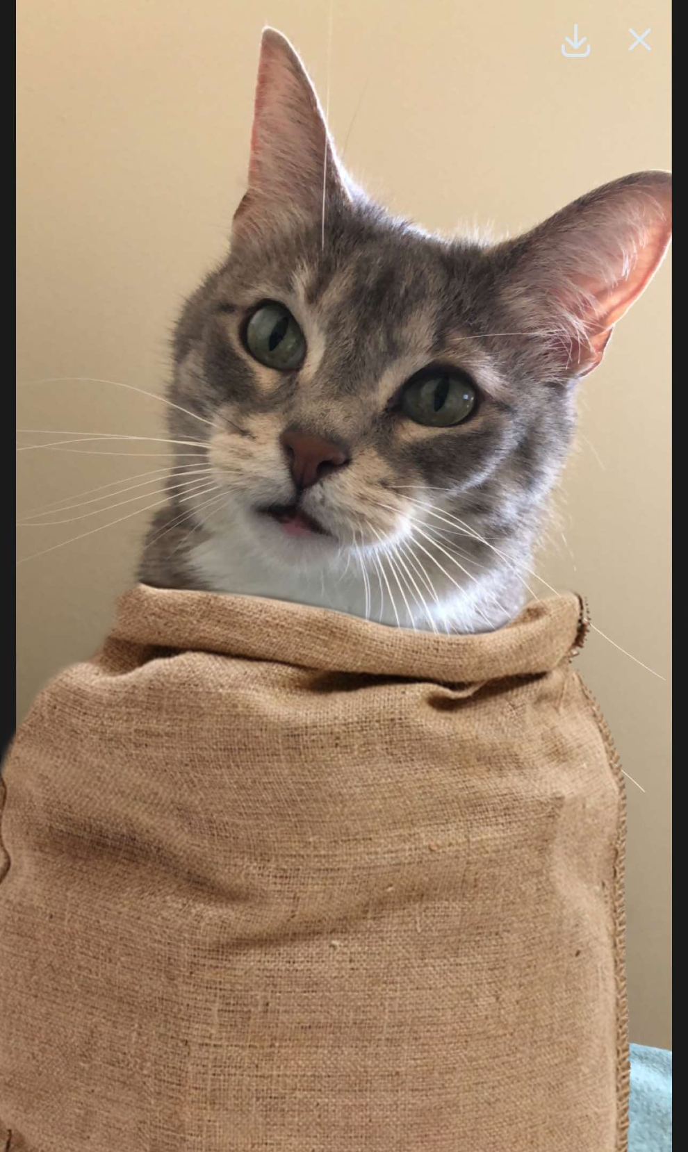 Original Potato Sack Kitty